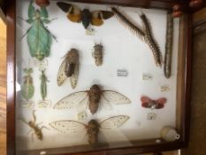 A private collection of Entomology, Taxidermy and Fossil Specimens, Lots 358 - 407.Entomology- a