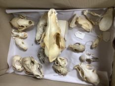 Animal anatomy - a collection of mammal skulls, including coyote, domestic cat, badger, fox, pine