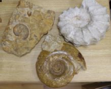 Three large ammonite fossil specimens, largest 34cm wide**CONDITION REPORT**PLEASE NOTE:-