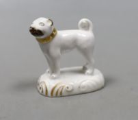 A rare Staffordshire porcelain model of a standing pug, c.1830–50, on a scroll moulded
