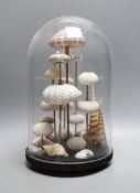 A display of sea urchin and shell specimens, under a glass dome, 33 cm high**CONDITION REPORT**
