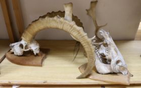 Animal anatomy - A pair of mounted Ibex horns on a skull and shield, approximately 68 cm high, a