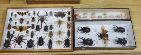 Entomology – a glazed box of Atlas Beetle specimens, 37 cm wide, a glazed case of beetle,