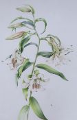 Juliet Percy, watercolour, Lilium Oriental 'Casa Blanca', signed and dated '99, 89 x 62cm**CONDITION