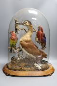 A Victorian taxidermic group of Australian and Asian birds, butterflies and a turtle, under a