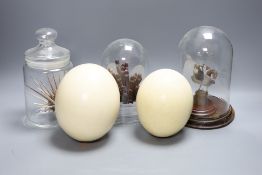 Two ostrich eggs, a taxidermy sparrow under a glass dome, 21 cm high, shell and urchin specimens**