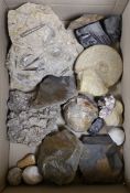 A collection of an ammonite, belemnite and other fossil specimens, the largest 23 cm across**