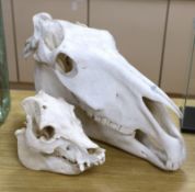 Animal anatomy - an unmounted horse skull, 58 cm long and and unmounted wild boar skull, 36 cm