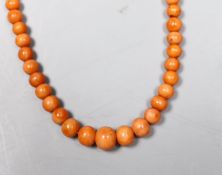A single strand graduated coral bead child's necklace, with yellow metal clasp, 28cm.**CONDITION