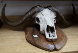 Animal anatomy- North American Bison horns mounted on a skull and pine shield, 103 cm wide**