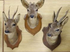 Taxidermy- three Roe Deer heads mounted on shields, largest 50 cm high**CONDITION REPORT**PLEASE