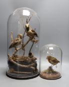Taxidermy- a group of two hawfinches and another of a robin, each under a glass dome, tallest 45