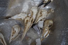 Bird anatomy- a collection of bird skulls, the largest 18 cm**CONDITION REPORT**PLEASE NOTE:-