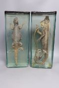 Wet specimens – an iguana and a bearded dragon in slab shaped glass jars, 46 cm high**CONDITION
