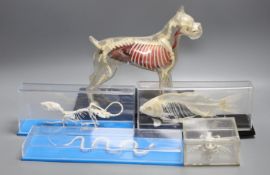 Animal anatomy - four skeleton specimens of a rat, fish, snake and frog in Perspex cases, the