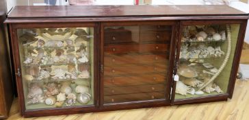 A collection of shells, corals, and other marine specimens in an early 20th century wood cabinet, 82