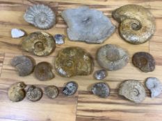 A collection of fossil ammonites and molluscs, The largest 30.5 cm across**CONDITION REPORT**