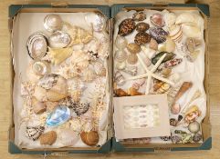 A large collection of assorted seashells, conches, clams, starfish etc. (2 boxes)