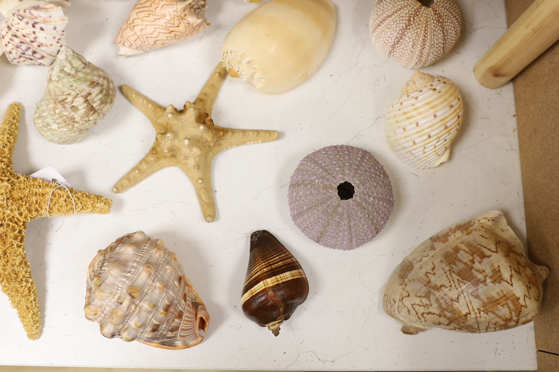A collection of sea shells, dried starfish, puffer fish etc. - Image 3 of 5