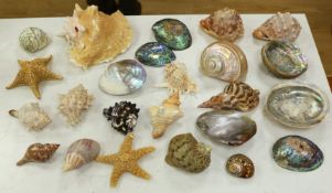 A collection of assorted seashells and two star fish,