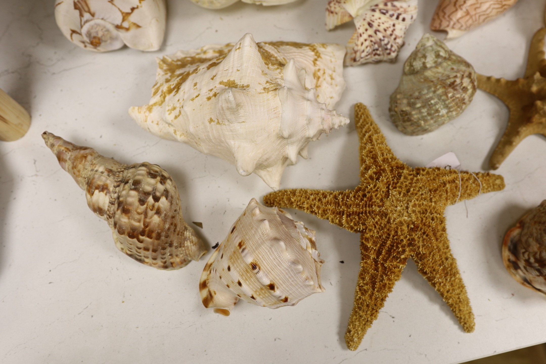 A collection of sea shells, dried starfish, puffer fish etc. - Image 2 of 5