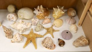 A collection of sea shells, dried starfish, puffer fish etc.