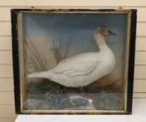 A Victorian cased taxidermy duck,case 70cms x 63cms,