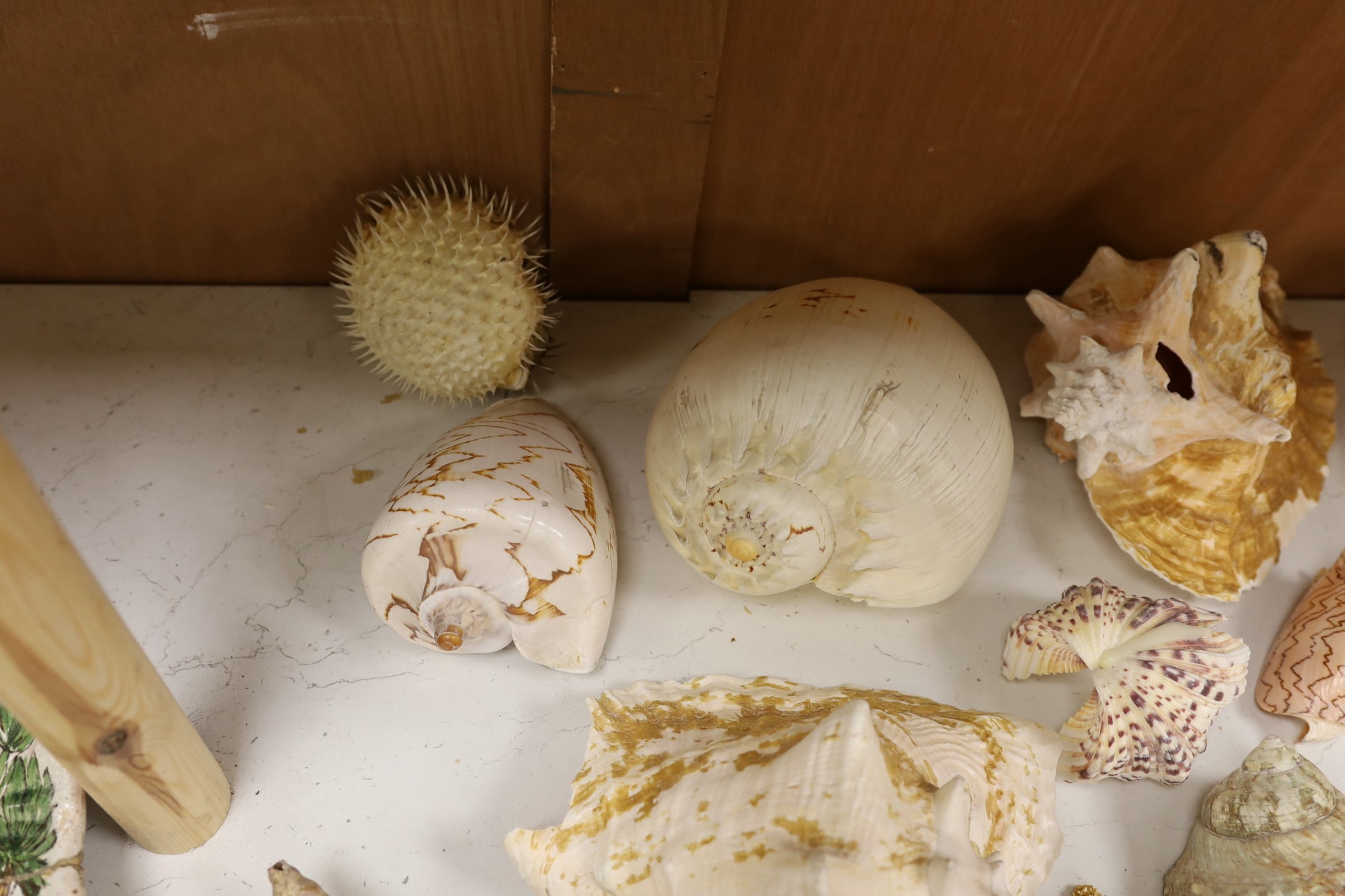 A collection of sea shells, dried starfish, puffer fish etc. - Image 5 of 5
