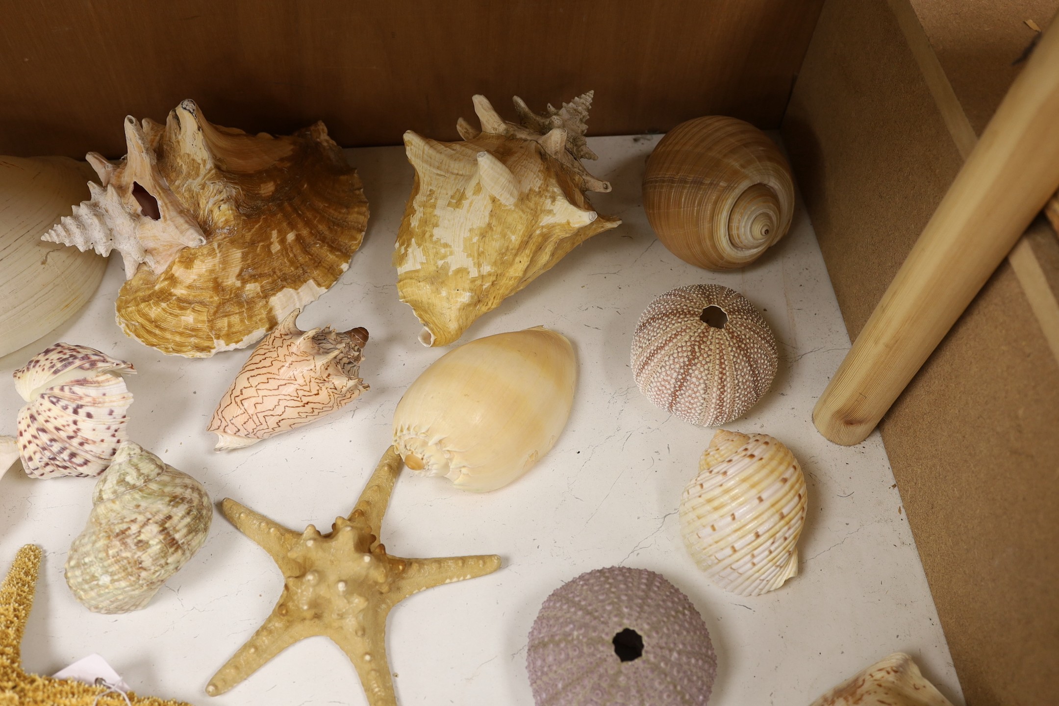 A collection of sea shells, dried starfish, puffer fish etc. - Image 4 of 5