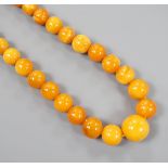 A singe strand graduated circular amber bead necklace, 42cm, gross weight 16 grams.