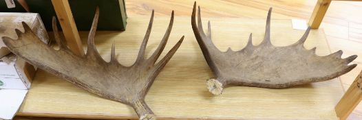 An unmounted pair of moose antlers