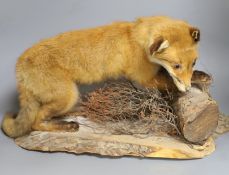 A taxidermy fox on a wooden base perched on log