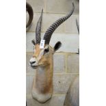 A large mounted taxidermy antelope mask, approximately 102cm high