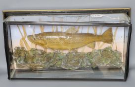 A cased early 20th century trout, labelled verso ‘Caught by P. Digges La Touche at Molewood House