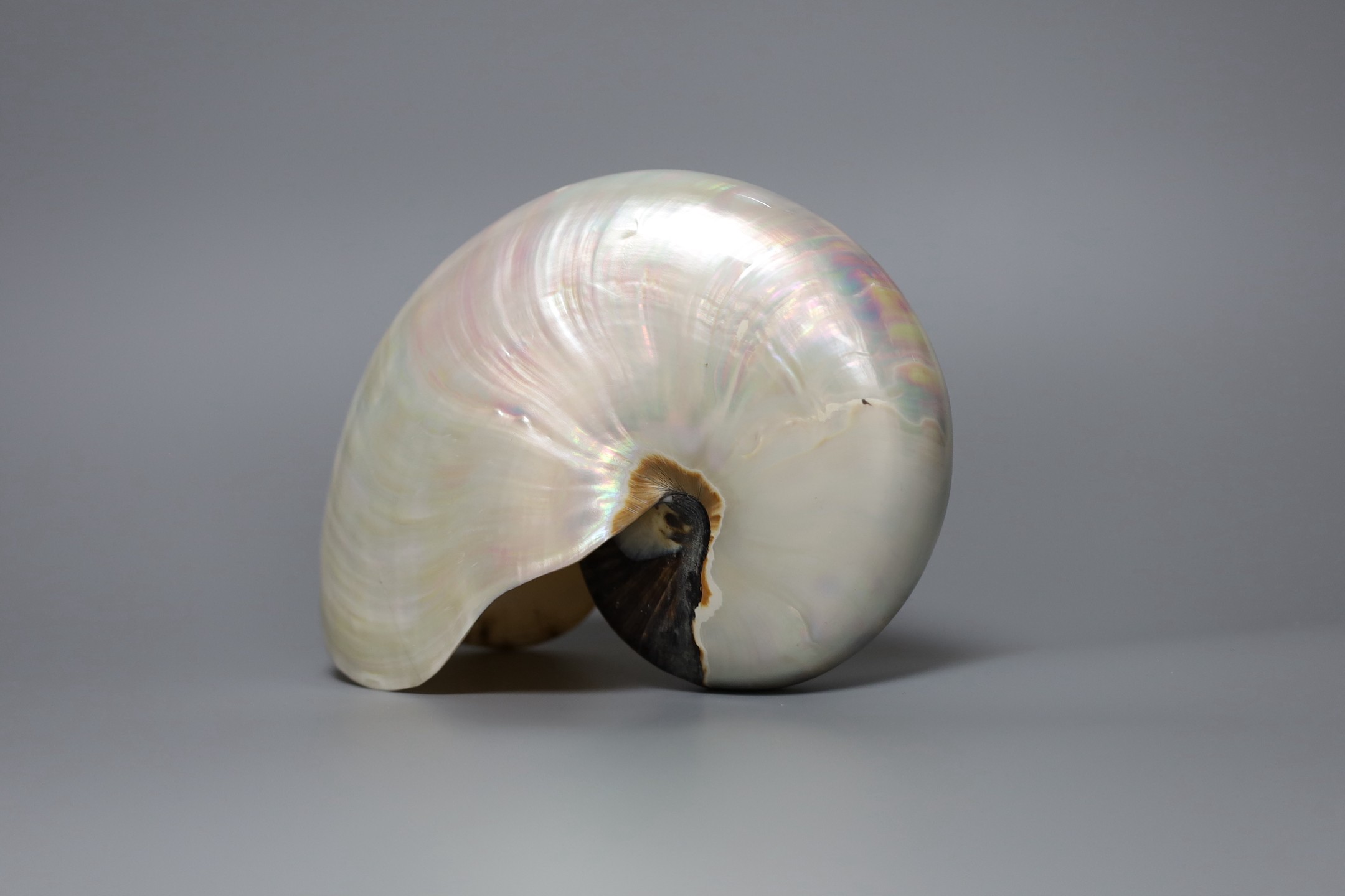 An opalescent sea shell, 17cm - Image 2 of 3