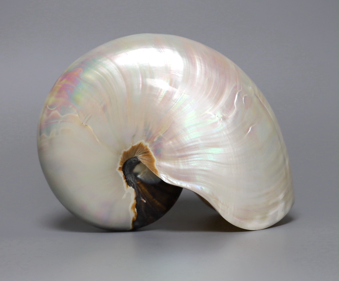 An opalescent sea shell, 17cm