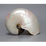 An opalescent sea shell, 17cm