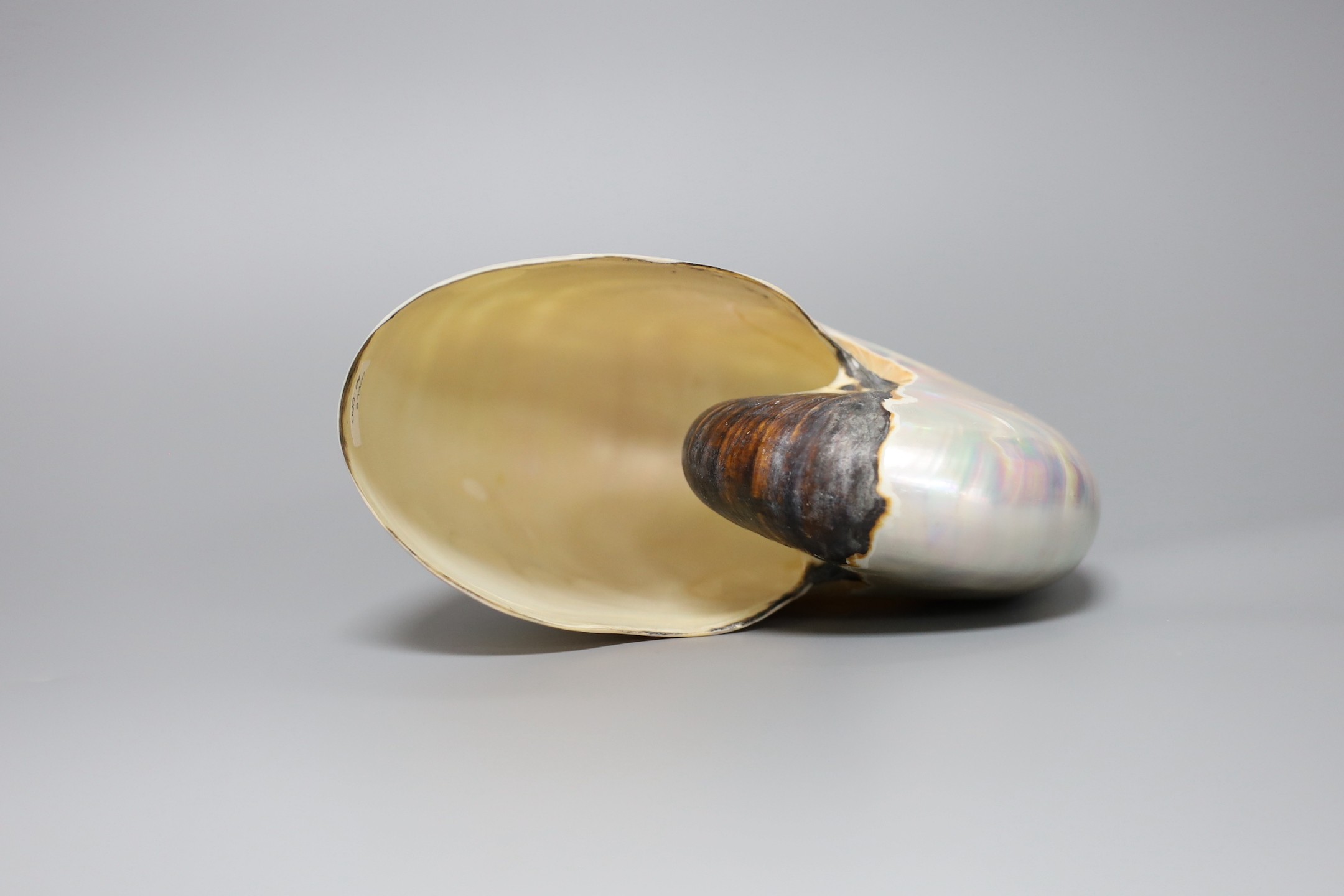 An opalescent sea shell, 17cm - Image 3 of 3