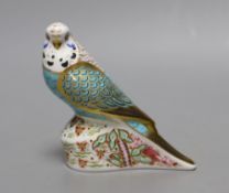 A limited edition Royal Crown Derby paperweight - Sky Blue Budgerigar, gold stopper, boxed with