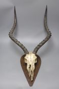 A mounted Impala head and horns