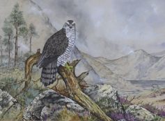 Ian Bowles (b.1947), gouache and watercolour, Osprey in a landscape, signed, 44 x 60cm