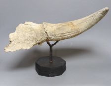 A bison horn on stand, shaped as a claw with museum label "F3 bison horn, approx. 20,000 years old".