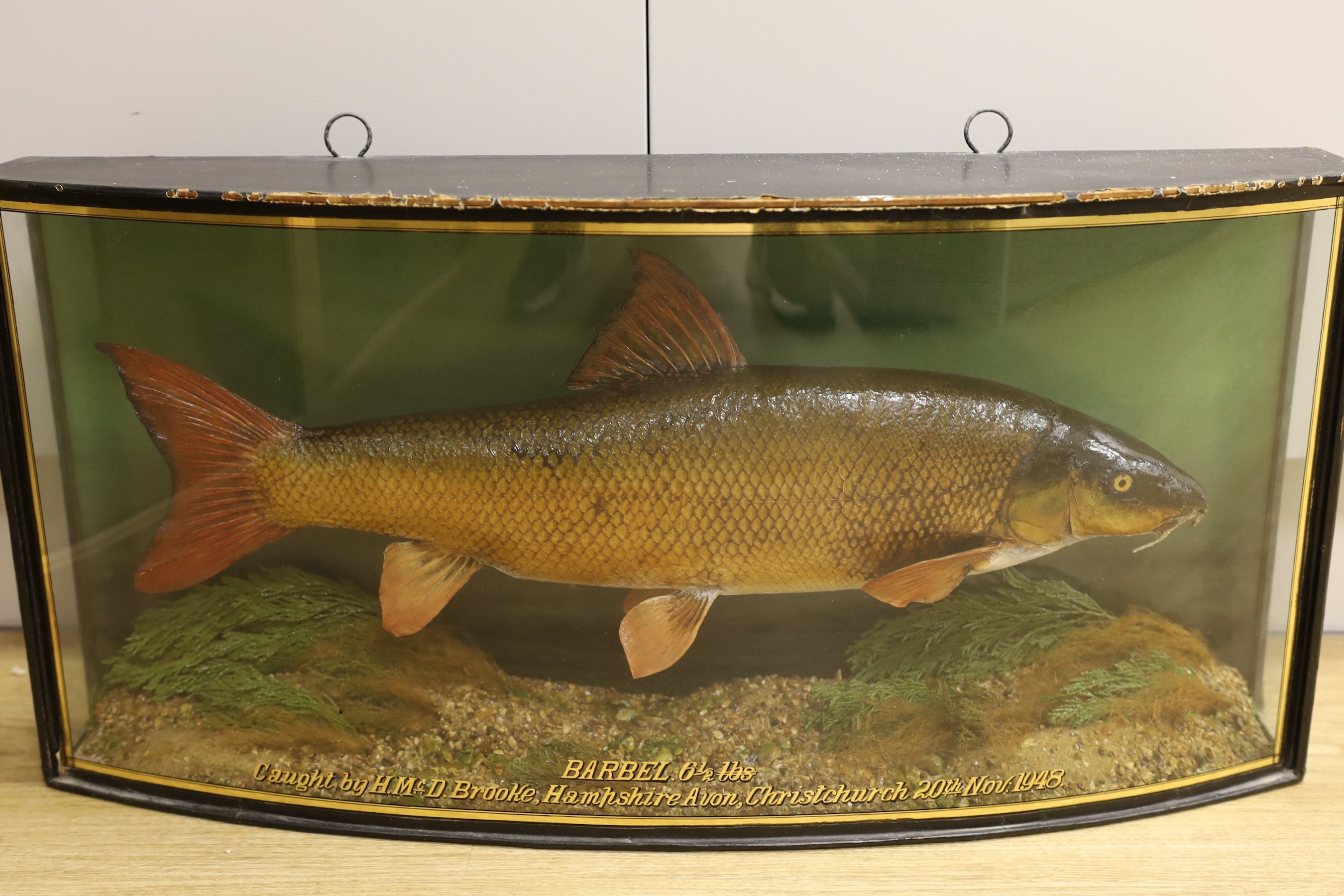 A cased taxidermic barbel, 1948, caught by H. Mc.D Brooke, Christchurch, preserved by J. Cooper & - Image 2 of 2