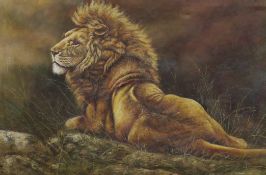 Mackeson, oil on canvas, Seated lion, signed, 62 x 92cm