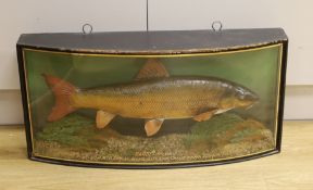 A cased taxidermic barbel, 1948, caught by H. Mc.D Brooke, Christchurch, preserved by J. Cooper &