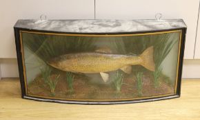 A cased taxidermic rainbow trout, 1904, caught by Mrs L. Kent, preserved by Homers, Forest Gate