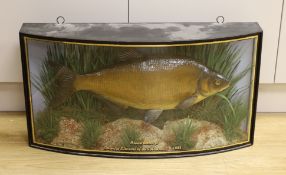 A cased taxidermic bream, 1922, caught at “Ellesmere” by S.Howson