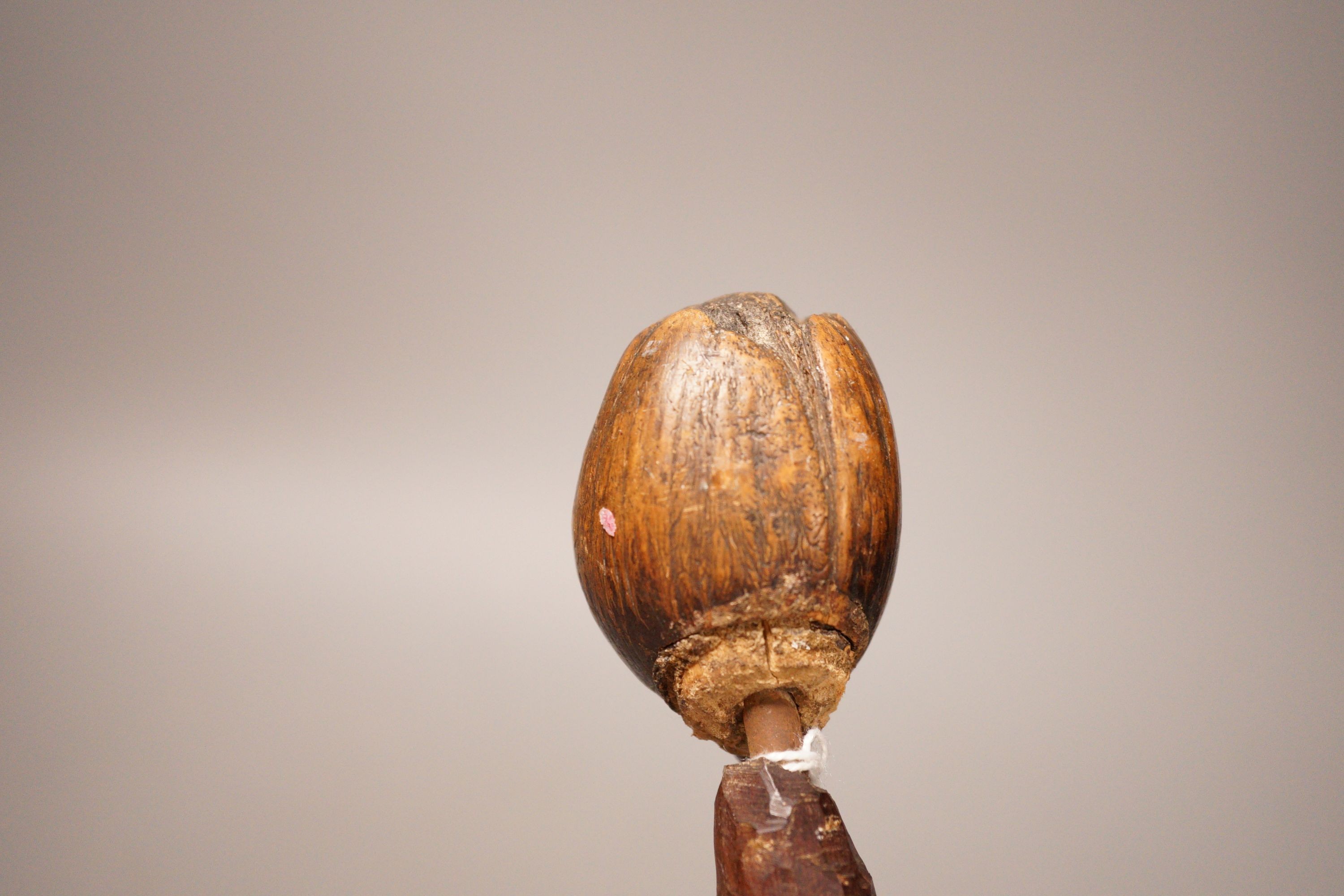 A 19th century continental carved head with glass eyes on associated cane stick. Total length 92cm - Image 3 of 5