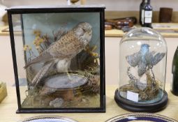A cased taxidermic kestrel and a kingfisher under dome, Kestrel 35 cms high,