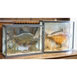 Two cased taxidermy fish, case larger width 68cm, height 51cm